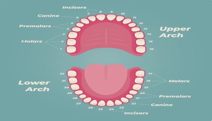 teeth numbers